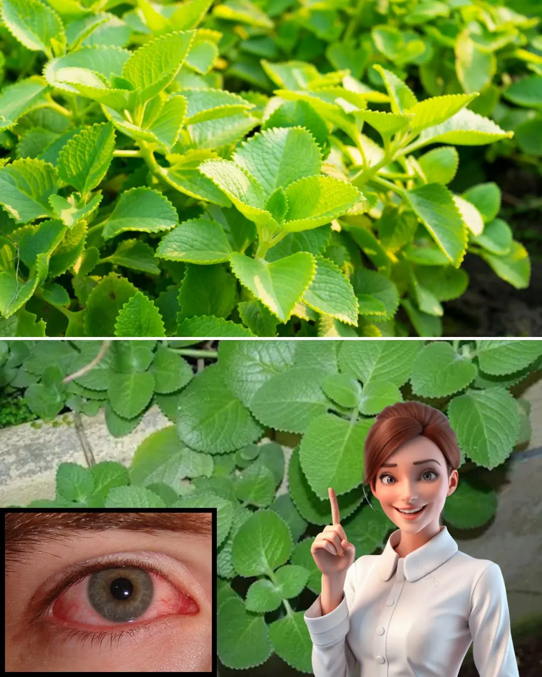 12 Potent Uses of Oregano Orejón for Health and Vision