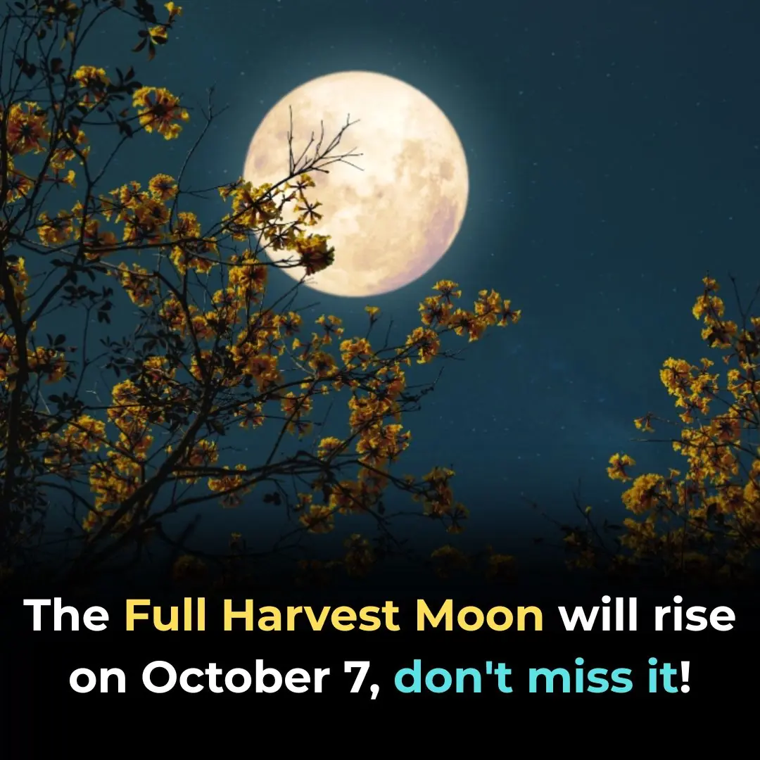 BREAKING NEWS 🚨 Due To This Hunter’s Moon Earth Will Be Completely…See More