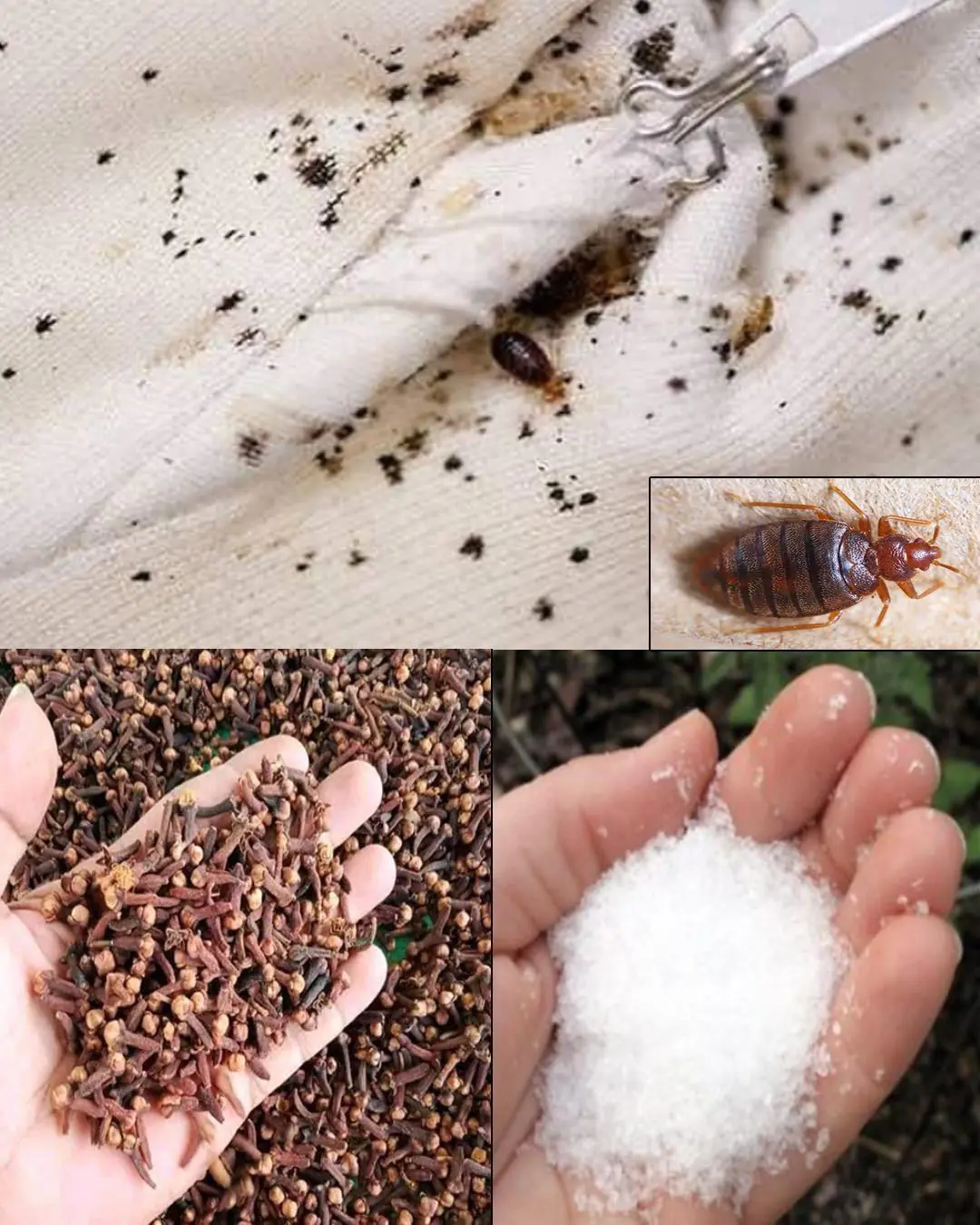 How to Quickly Get Rid of Bed Bugs, Cockroaches, Fruit Flies, and Other Insects Using Natural Ingredients