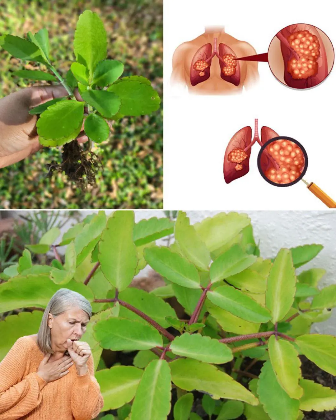 Bryophyllum Calycinum (Kalanchoe Pinnata): Benefits and Uses