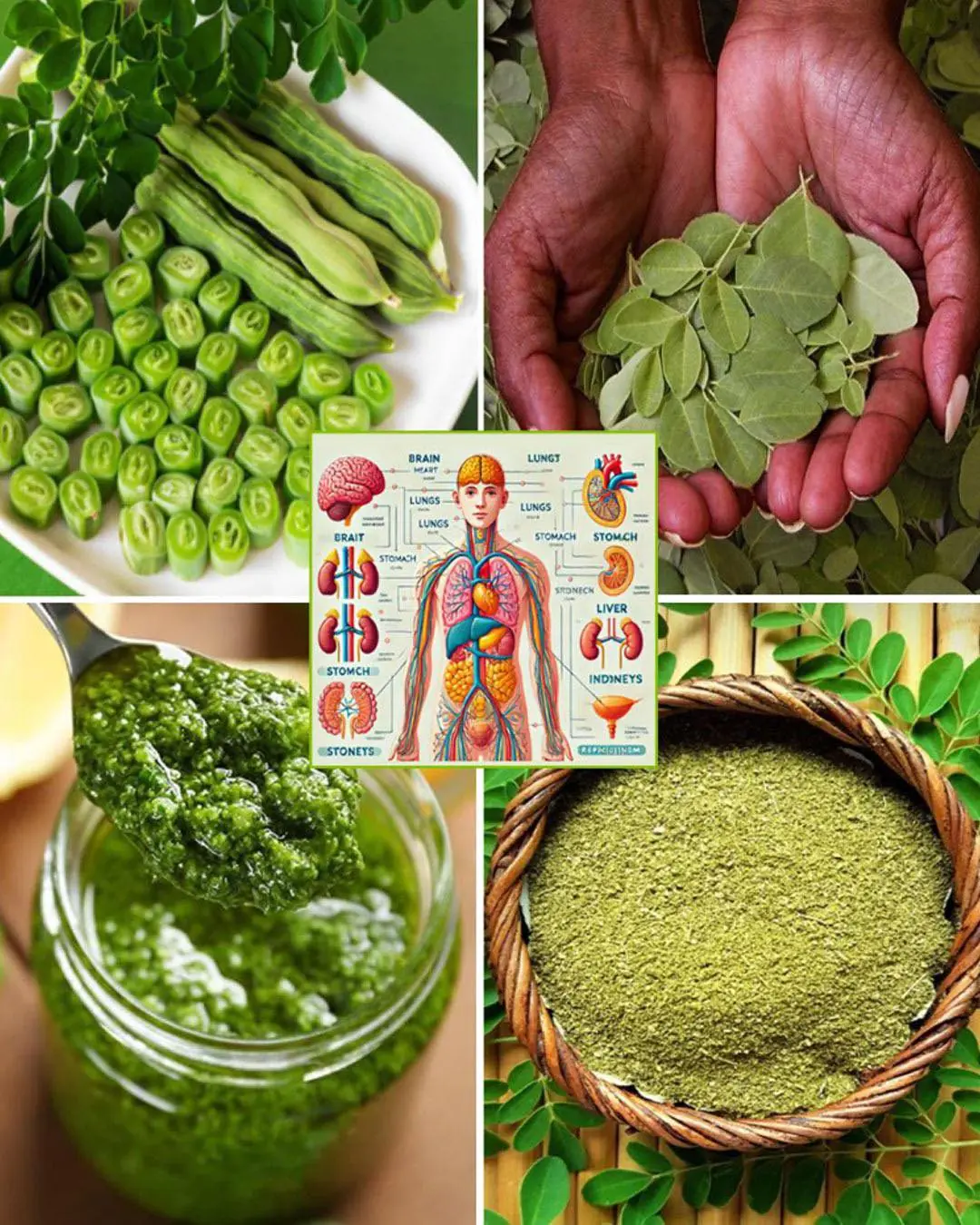 Discover The Miraculous Benefits of Moringa