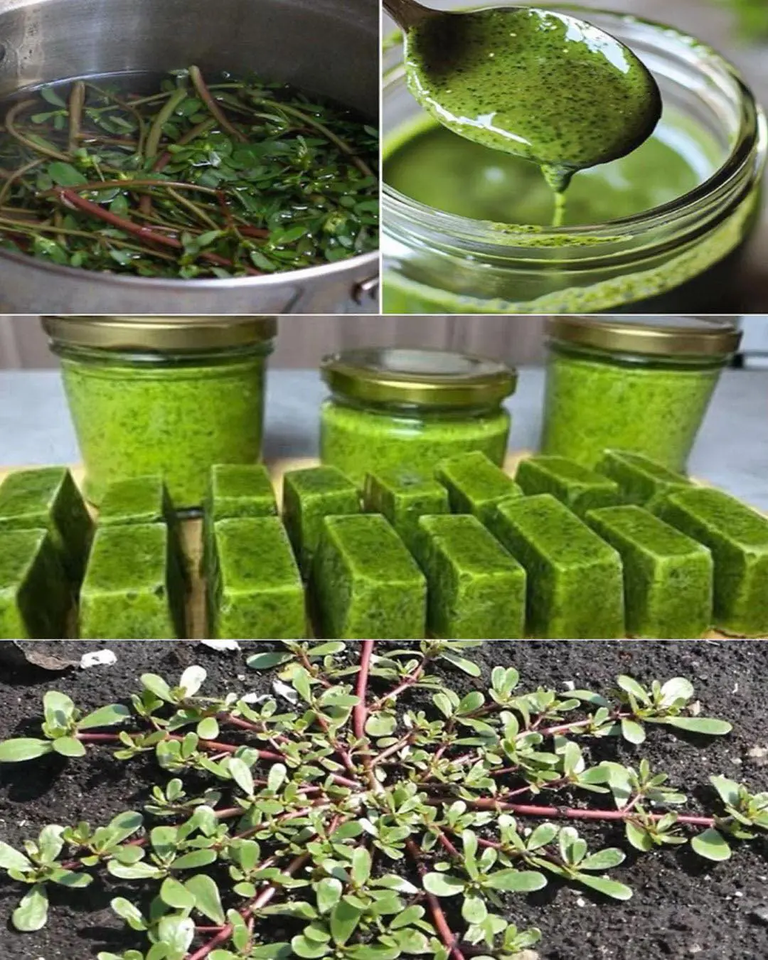 Purslane: The Superfood That Tastes Better Than Meat – 7 Reasons to Grow It in Your Garden