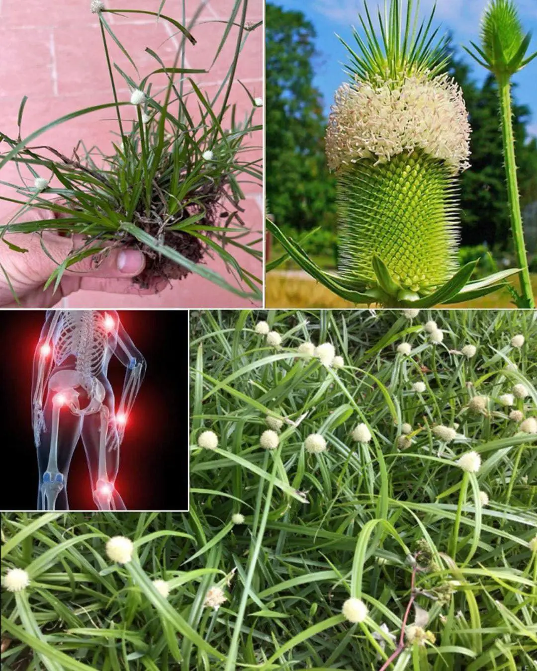 Kyllinga brevifolia (Rottb): Benefits and How to Use It