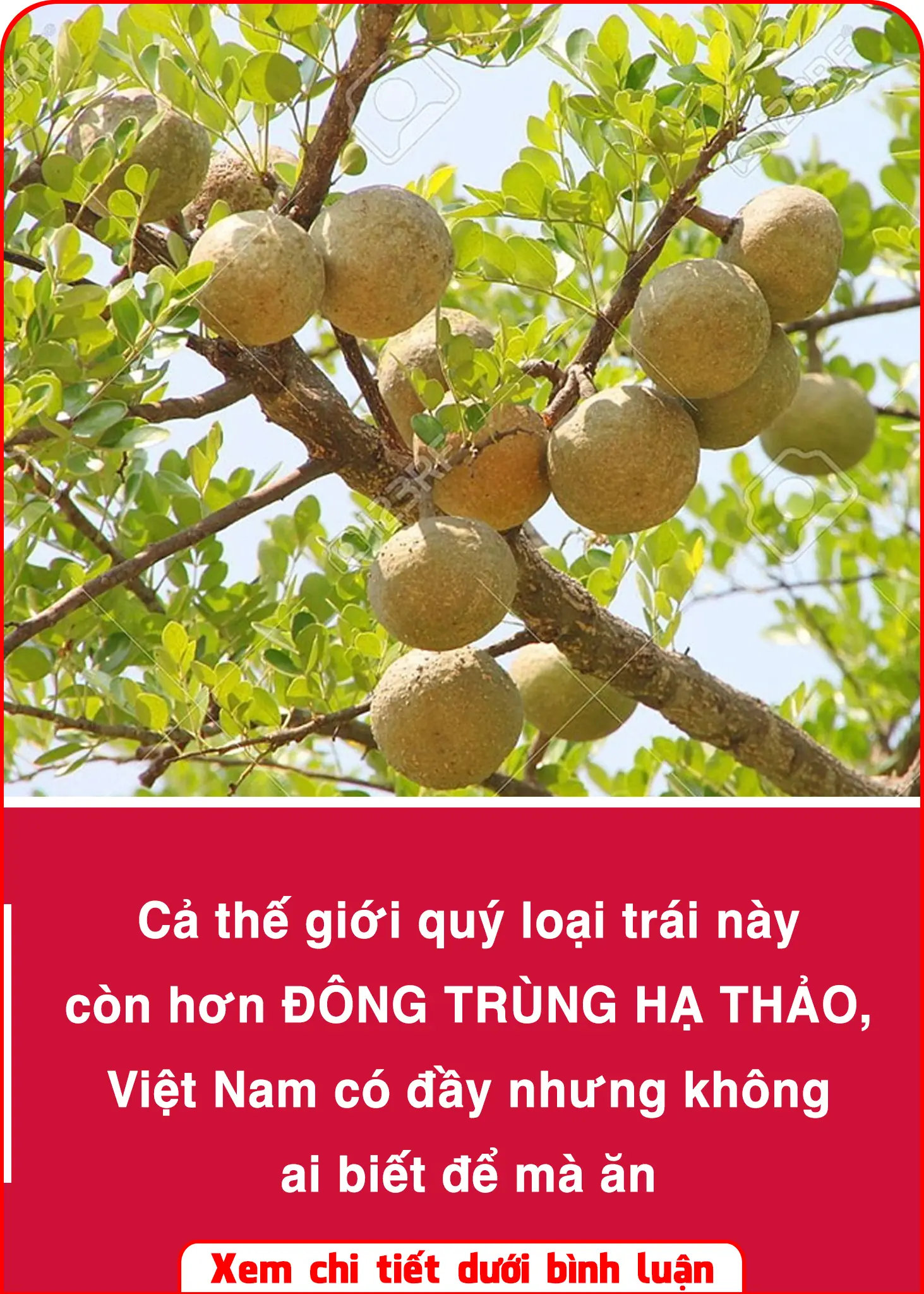 Vietnam has it all but no one knows how to eat it 👇👇