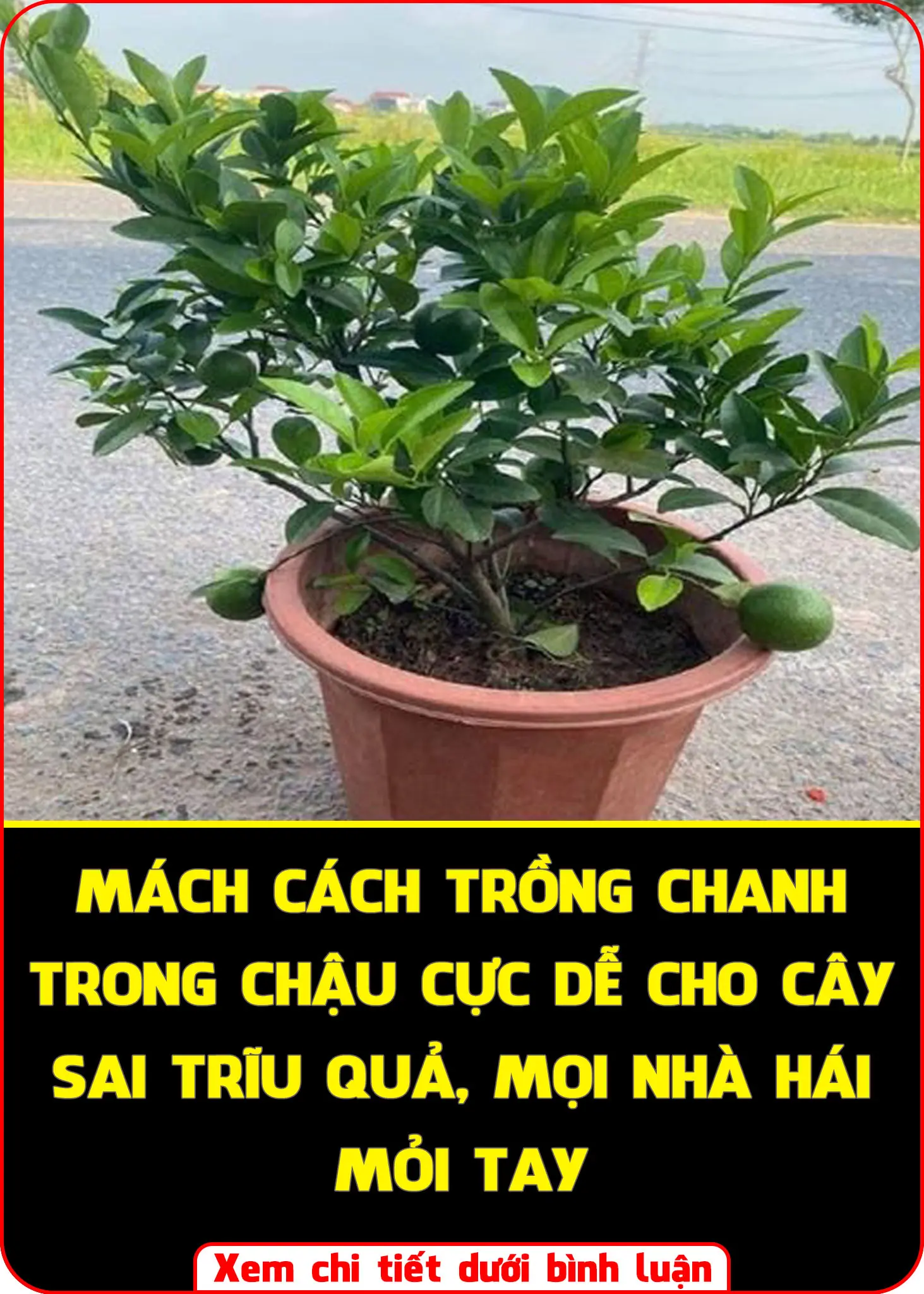How to grow lemons in pots to produce fruit all year round, the whole family can't eat it all