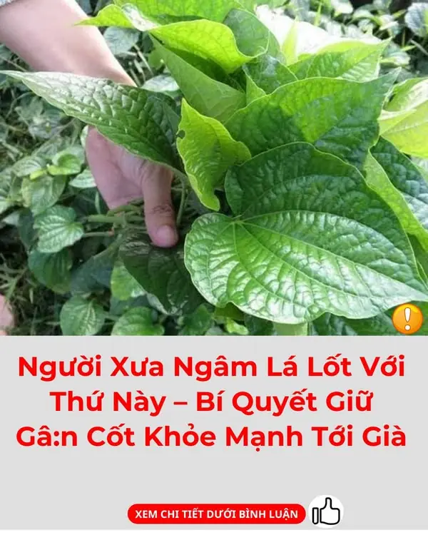 Don't Just Roll Meat With Betel Leaves - 5 Medicinal Uses Worth More Than Western Medicine!