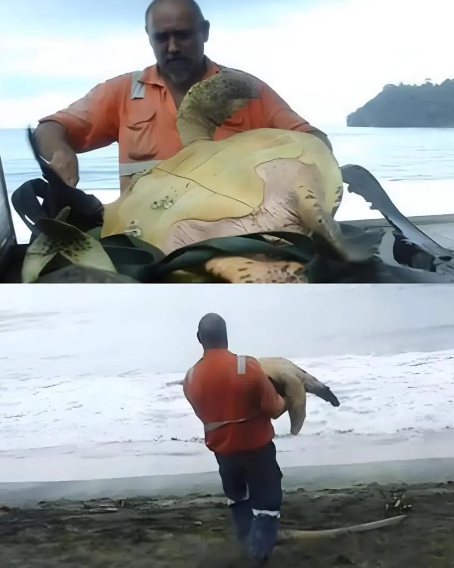 The Man Who Bought Freedom for Sea Turtles.