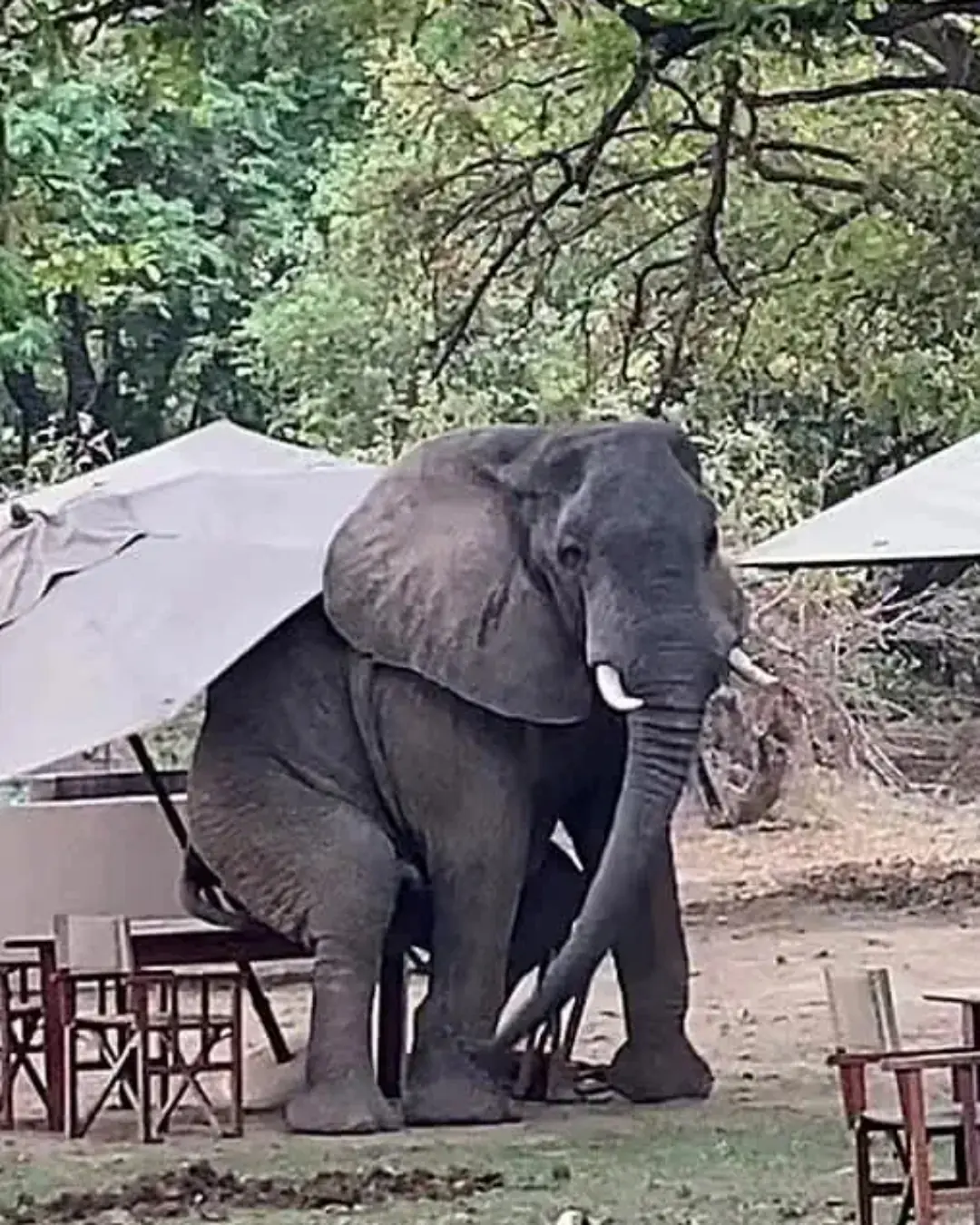 When the Elephant Wanted Coffee: A Day to Remember at the Safari Café.