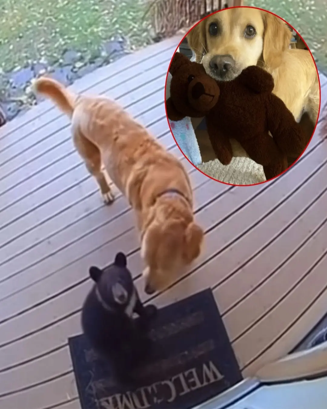 Buddy the Golden Retriever Mistakes Bear Cub for His Lost Teddy — Heroic Mischief Goes Viral