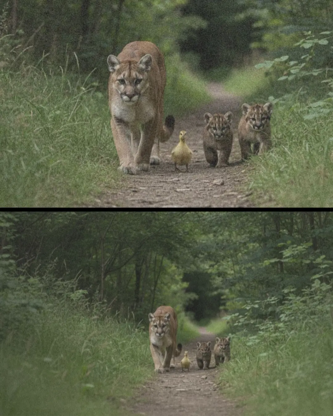 The Duckling Who Chose a Mountain Lion as Its Mother