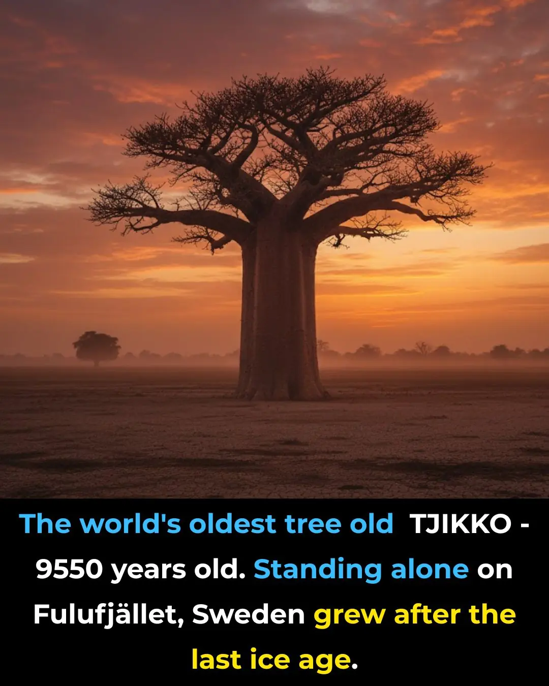 9,500-Year-Old Tree Found in Sweden Is The World’s Oldest Tree