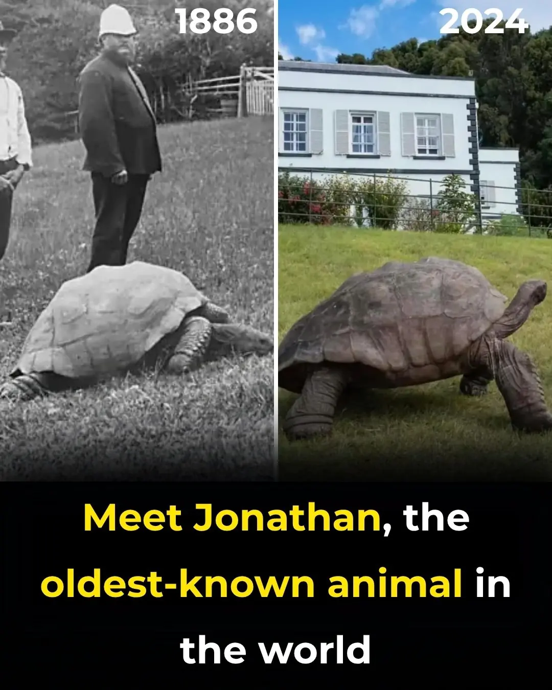Meet Jonathan, The Oldest-Known Animal In The World