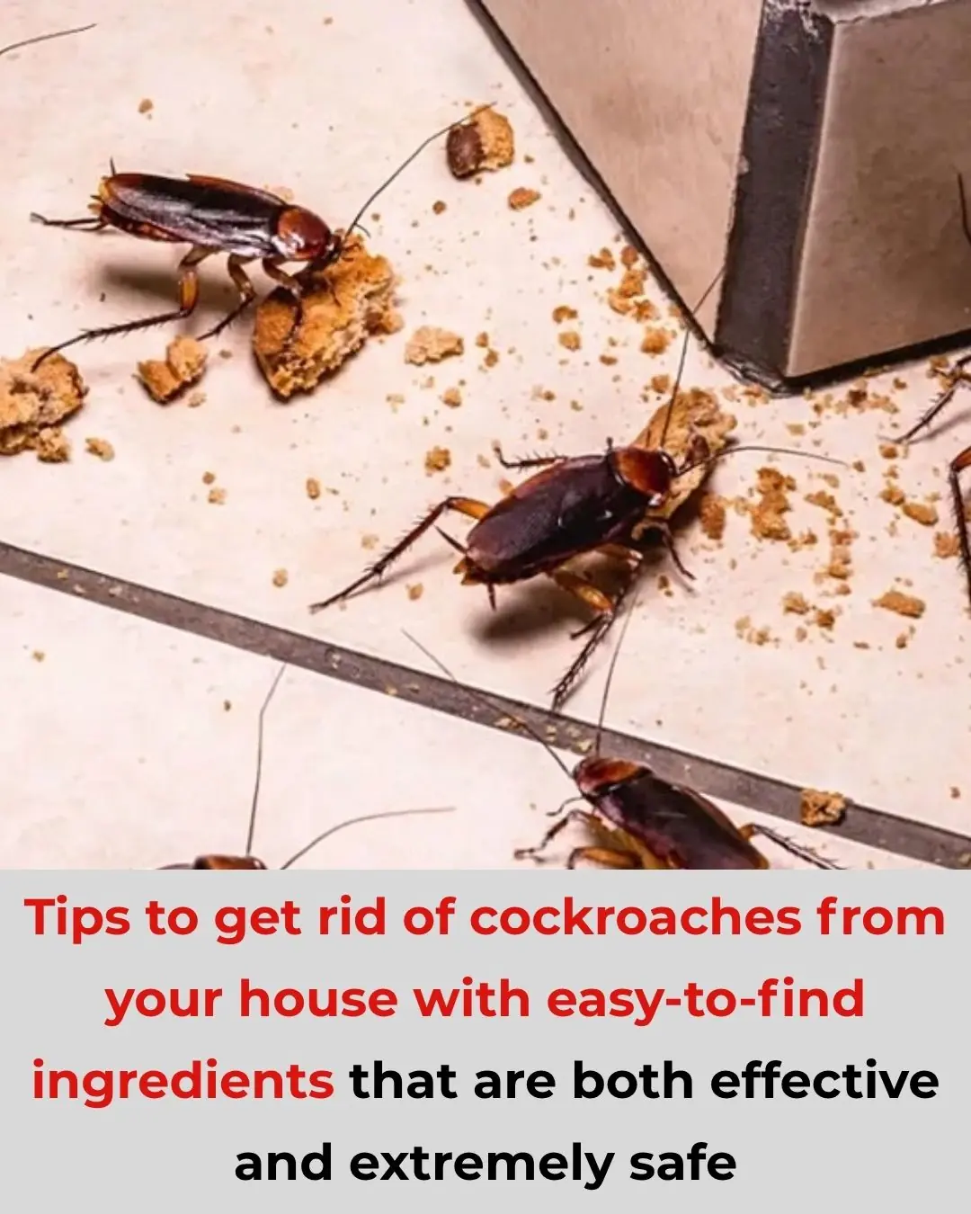 Tips to get rid of cockroaches from your house with easy-to-find ingredients that are both effective and extremely safe