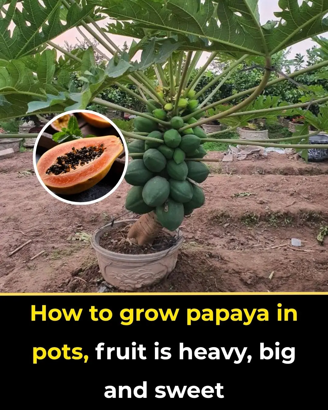 How to grow papaya in pots, fruit is heavy, big and sweet