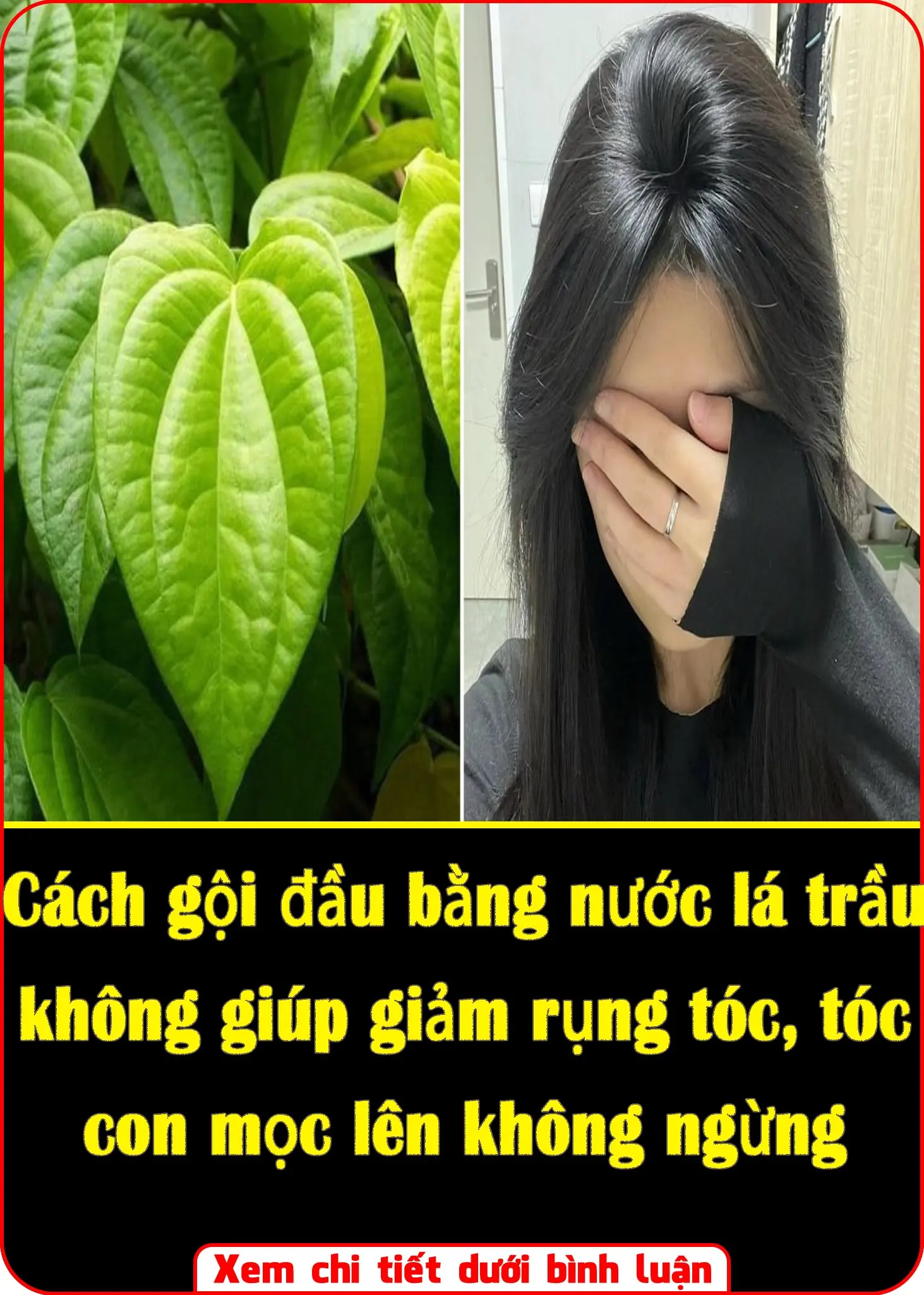 How to wash hair with betel leaf water helps reduce hair loss and makes new hair grow continuously