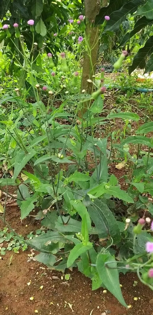 It's been a long time since I've seen this plant. It has good effects but is hard to find.