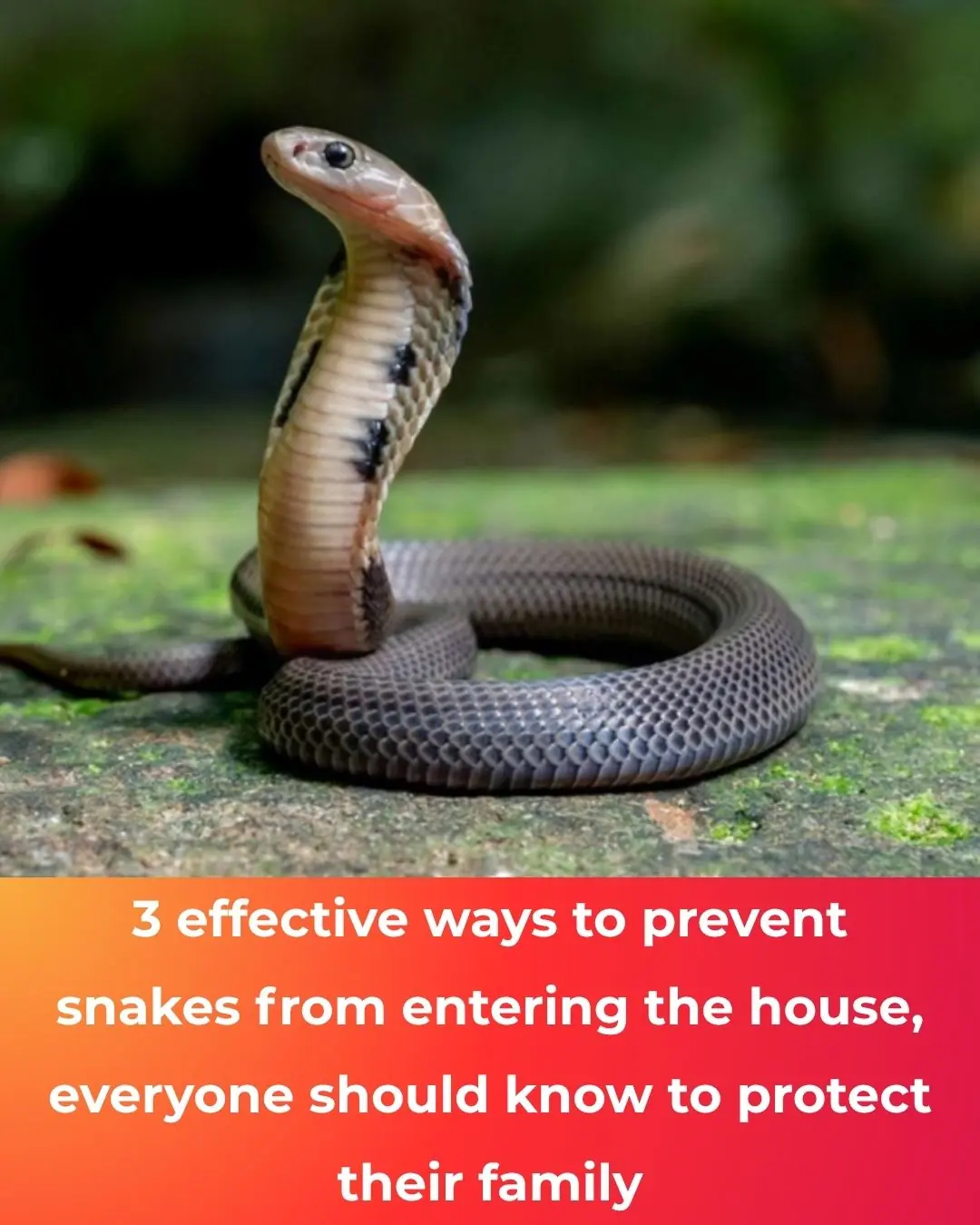 3 practical ways to stop snakes from getting into your home — plus safer alternatives and what not to do