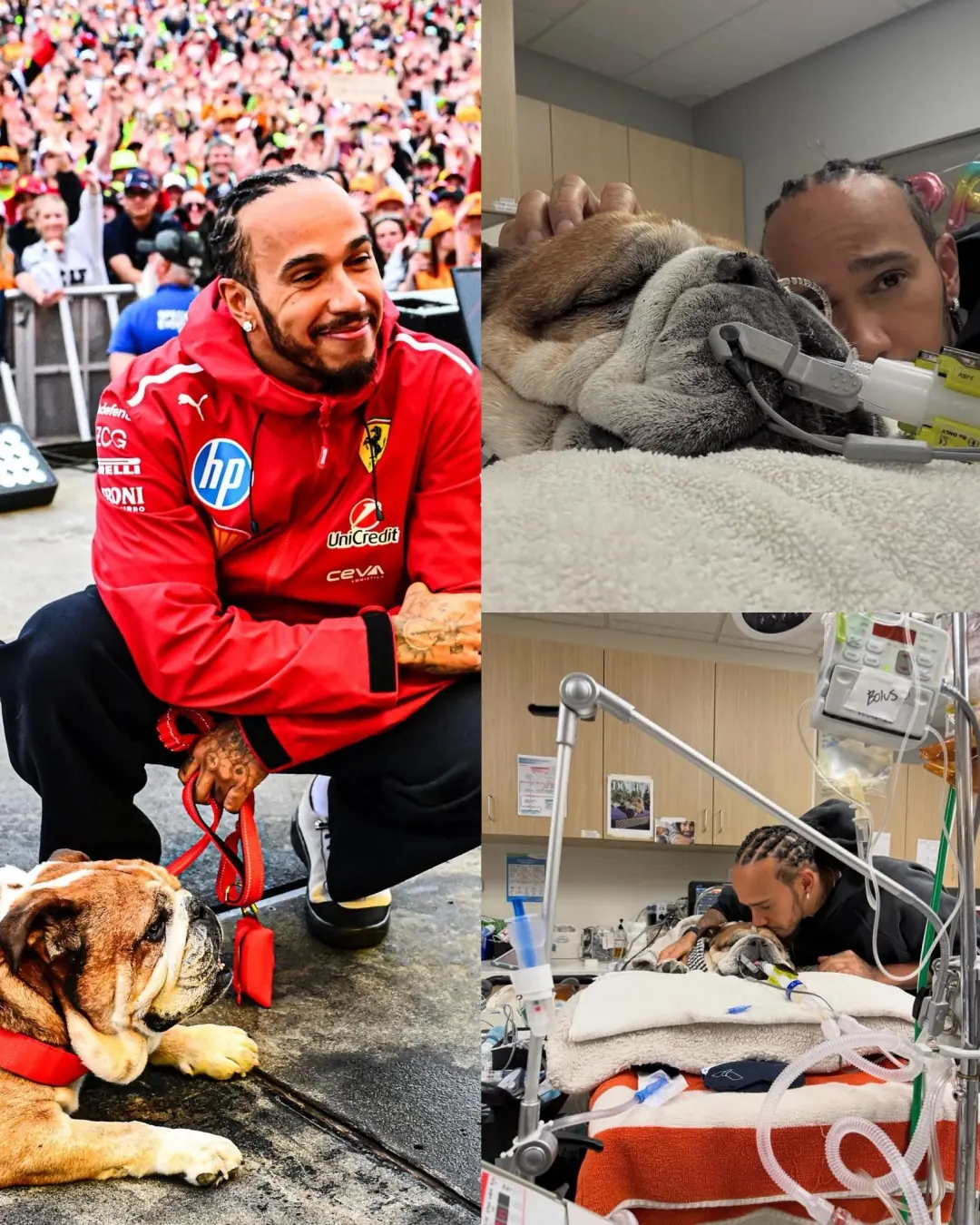 Lewis Hamilton’s $200,000 Fight for Roscoe: “He’s My Only Child”