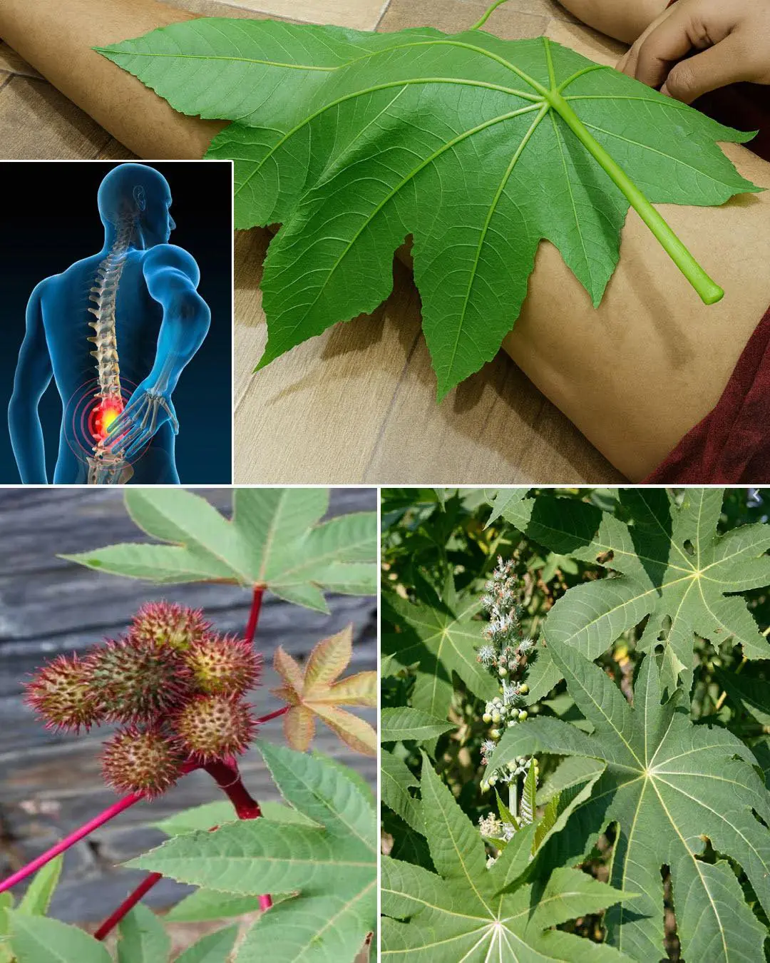 Some of the Benefits of Castor Leaves and the Seed