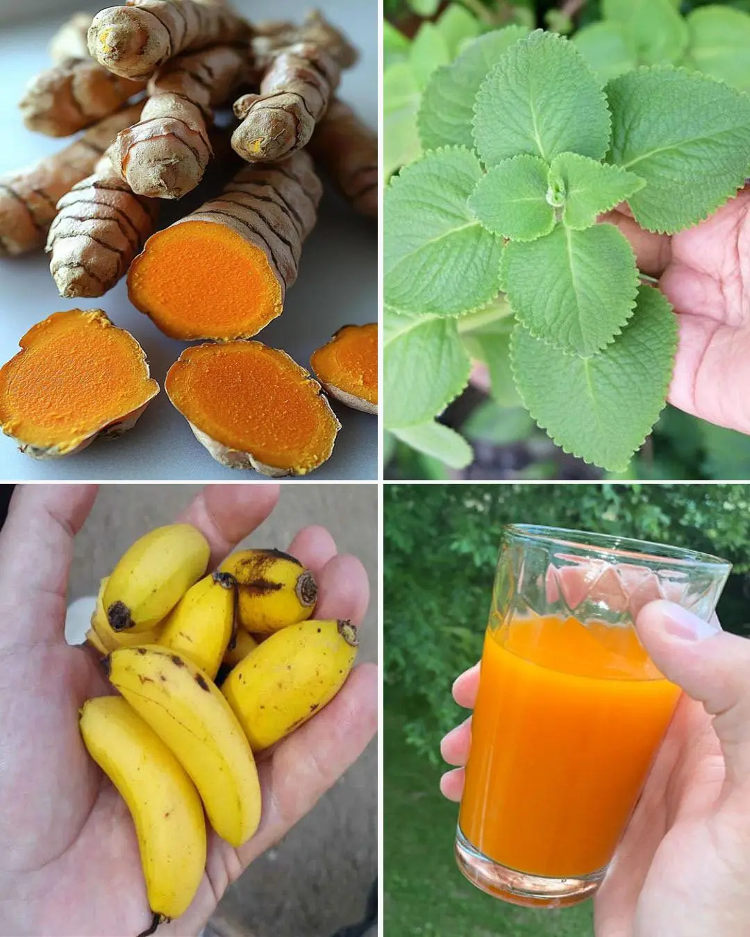 Turmeric, Cuban Oregano, and Banana Drink: Natural Remedy for High Blood Pressure, Diabetes, and Poor Circulation