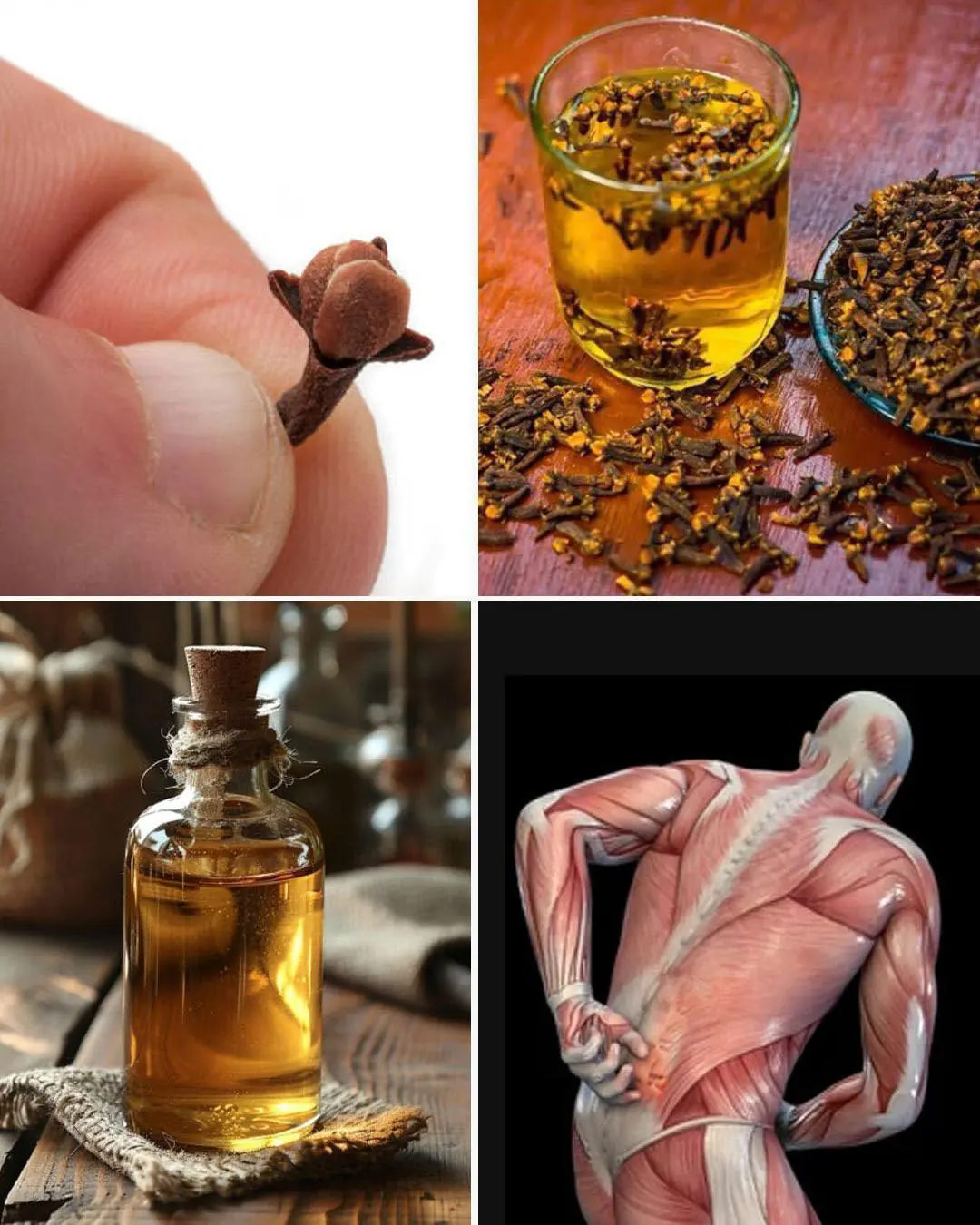 Cloves Benefits and Uses