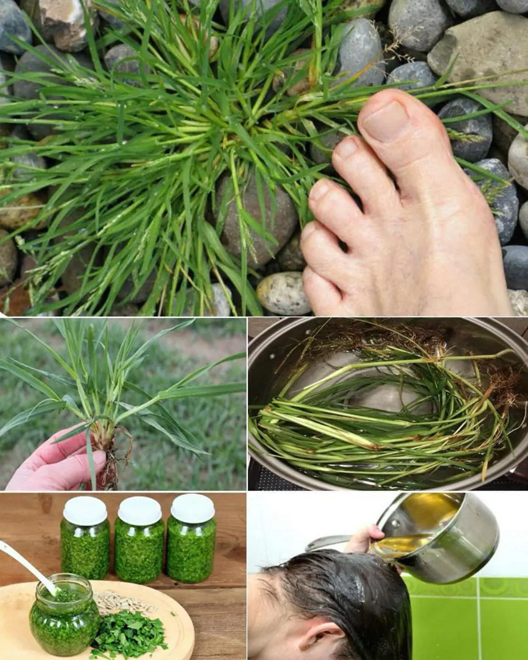 Crabgrass for Hair Loss: Natural Remedies and Uses