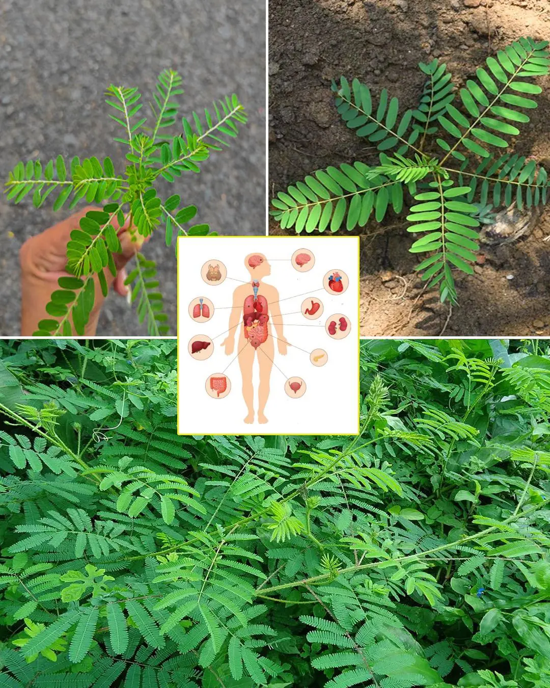 Mimosa Pudica: Medicinal Value and Uses
