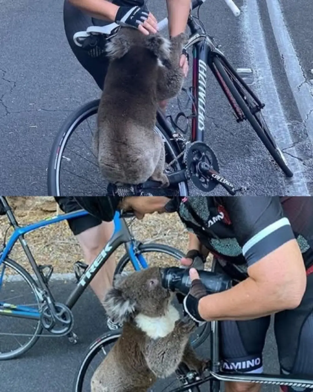 A Thirst for Life: Cyclists Halt Ride to Save Parched Koala in Australia’s Heatwave