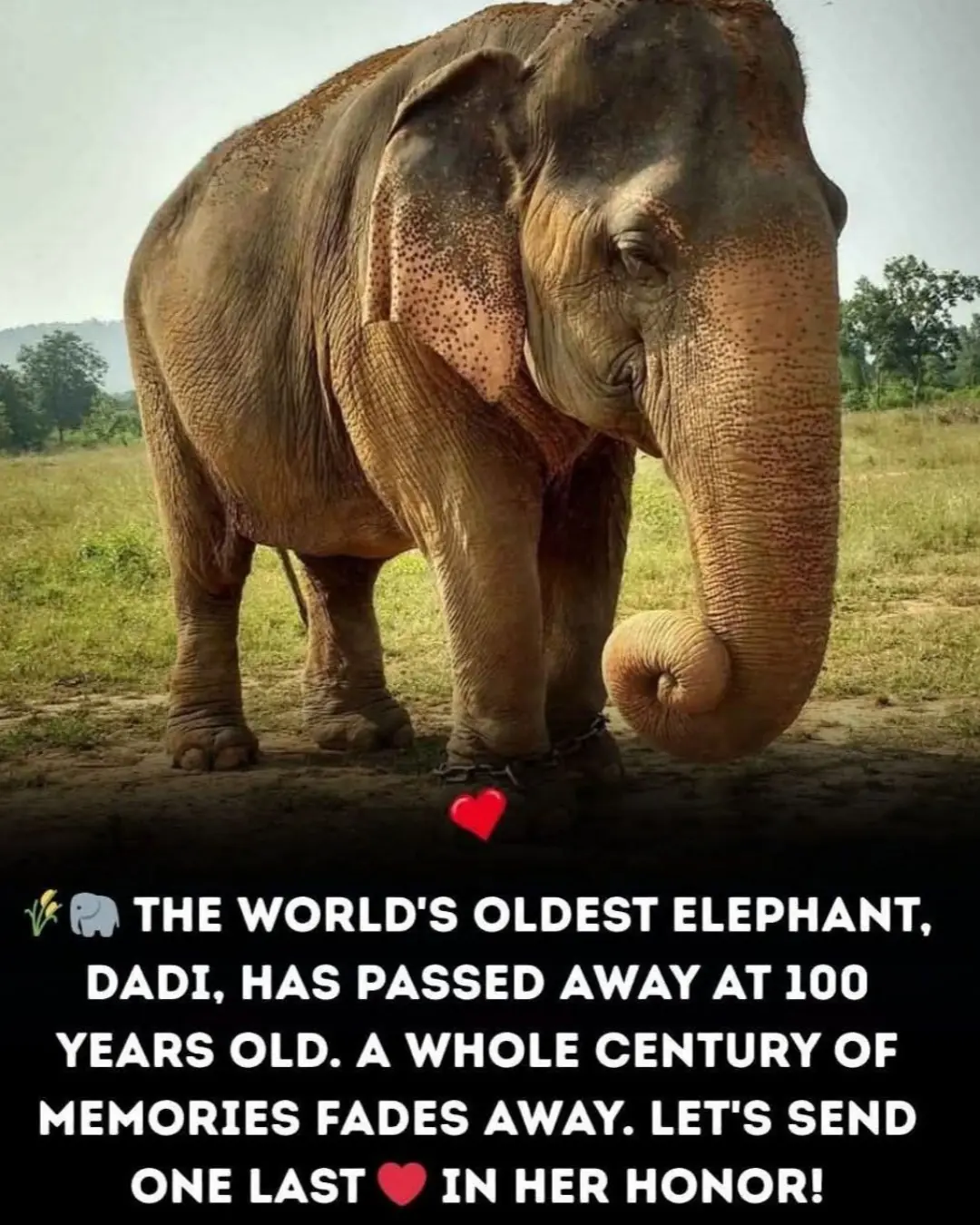 Farewell to a Giant Soul: Vatsala the Elephant Passes at 100