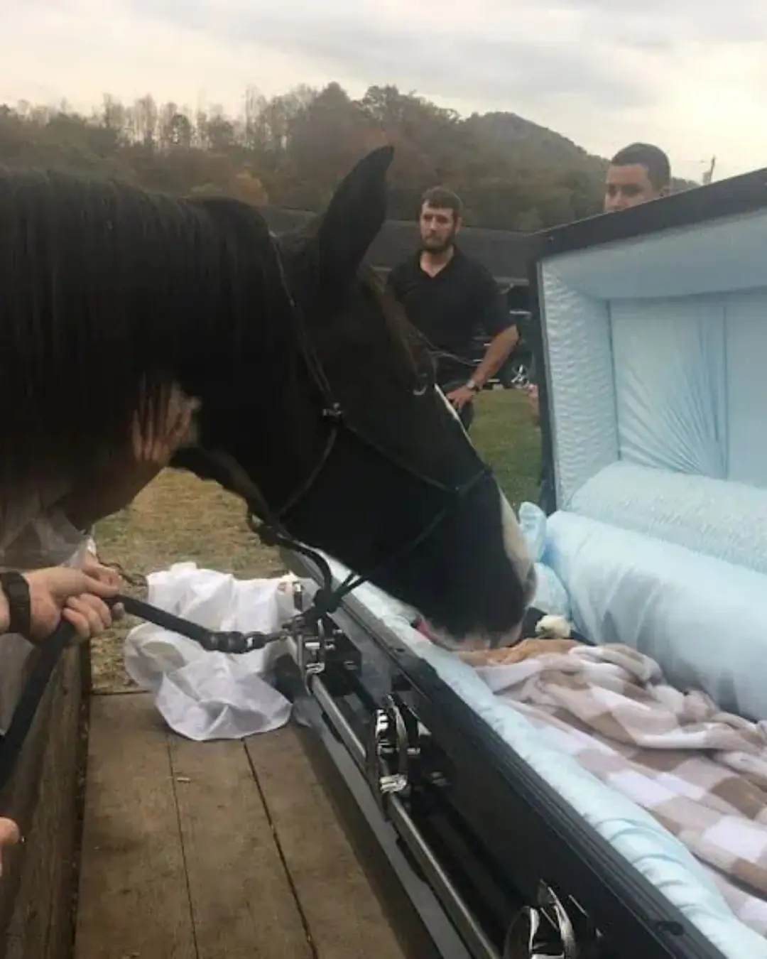 From Broken to Beloved: The Horse Who Learned to Love Again.