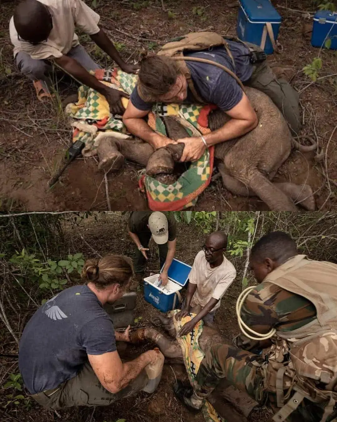 Rescue in the Hills â The Day a Baby Elephant Got a Second Chance.