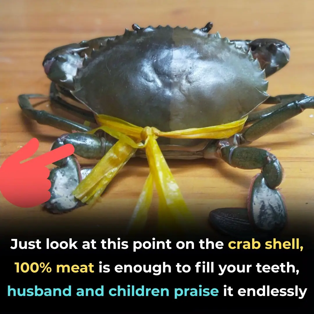 Just look at this point on the crab shell, 100% meat is enough to fill your teeth, husband and children praise it endlessly