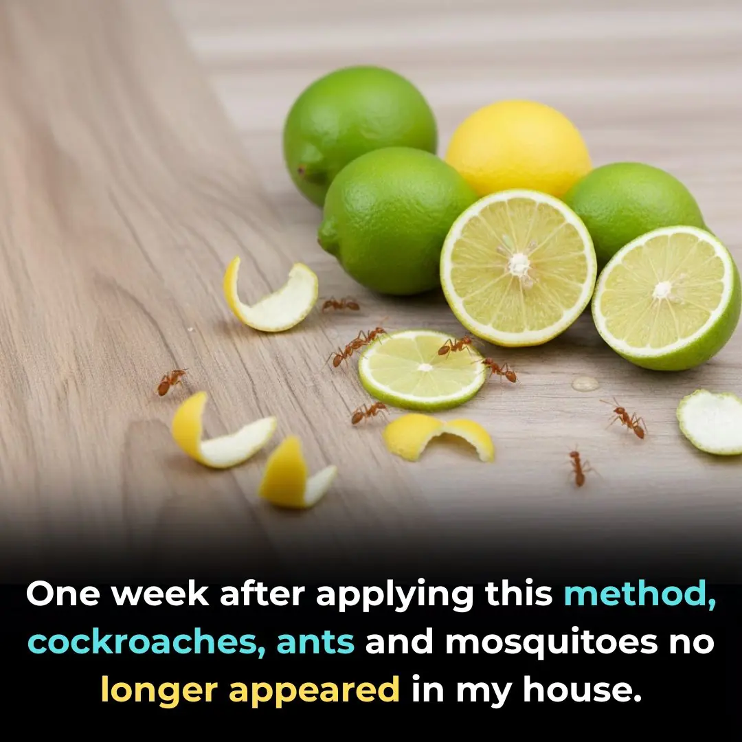 One week after applying this method, cockroaches, ants and mosquitoes no longer appeared in my house.