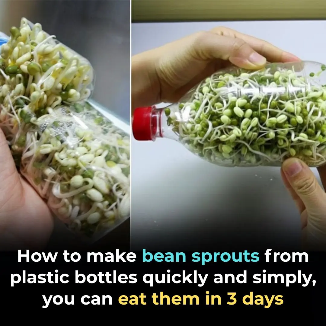 How to make bean sprouts from plastic bottles quickly and simply, you can eat them in 3 days