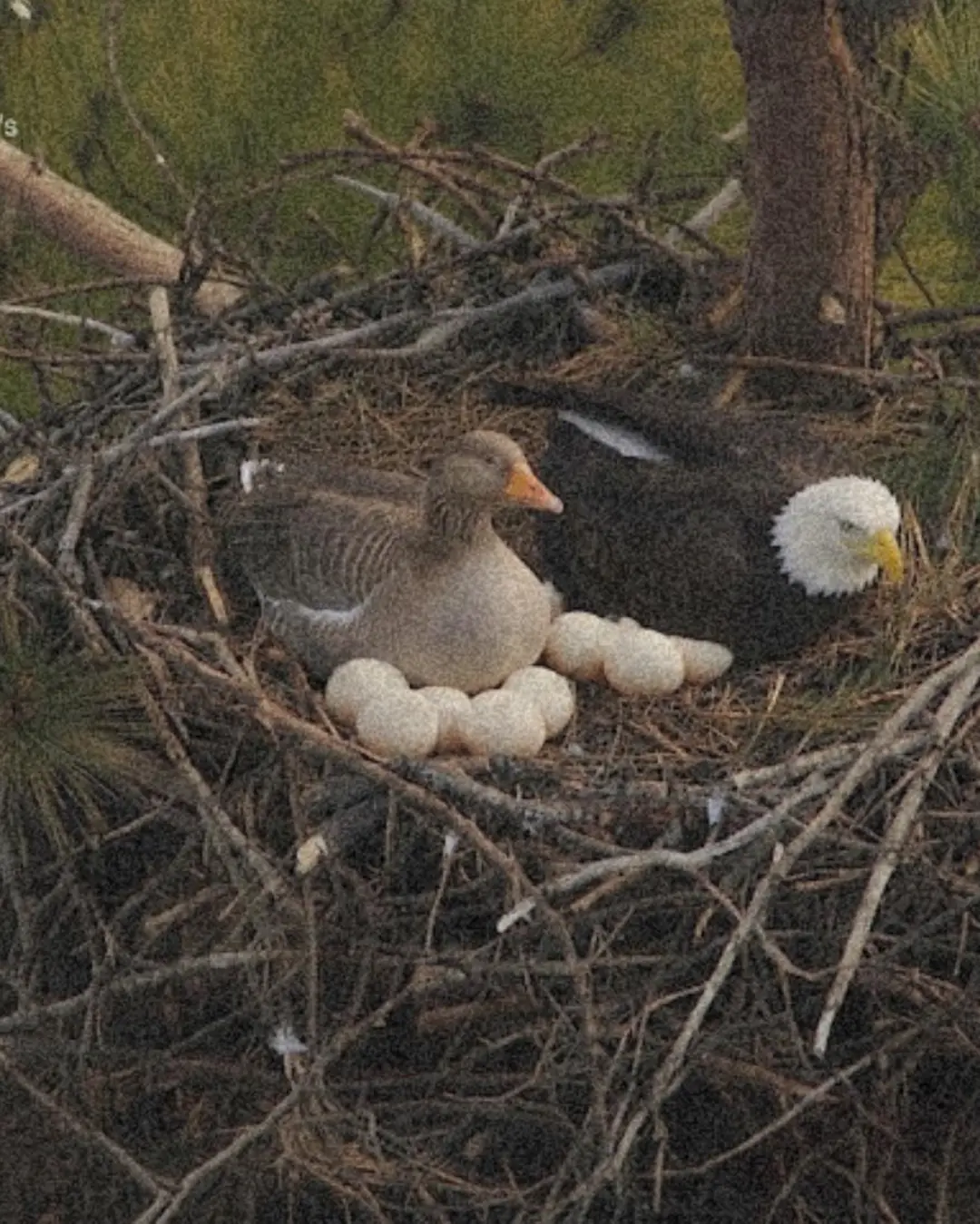 “Eagle and Goose Share a Nest: A Lesson in Survival—and Harmony”