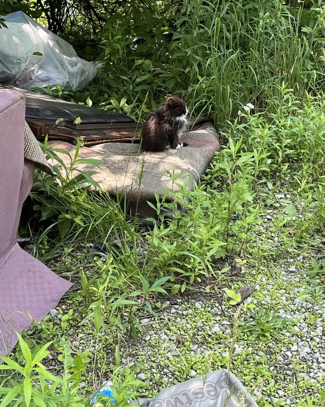 Rescued From the Trash: The Kitten Who Wasnât Thrown Away