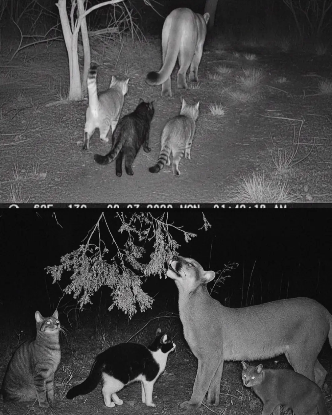 Townâs Missing Cats Found Traveling with a Mountain Lion â A Wild Friendship No One Saw Coming