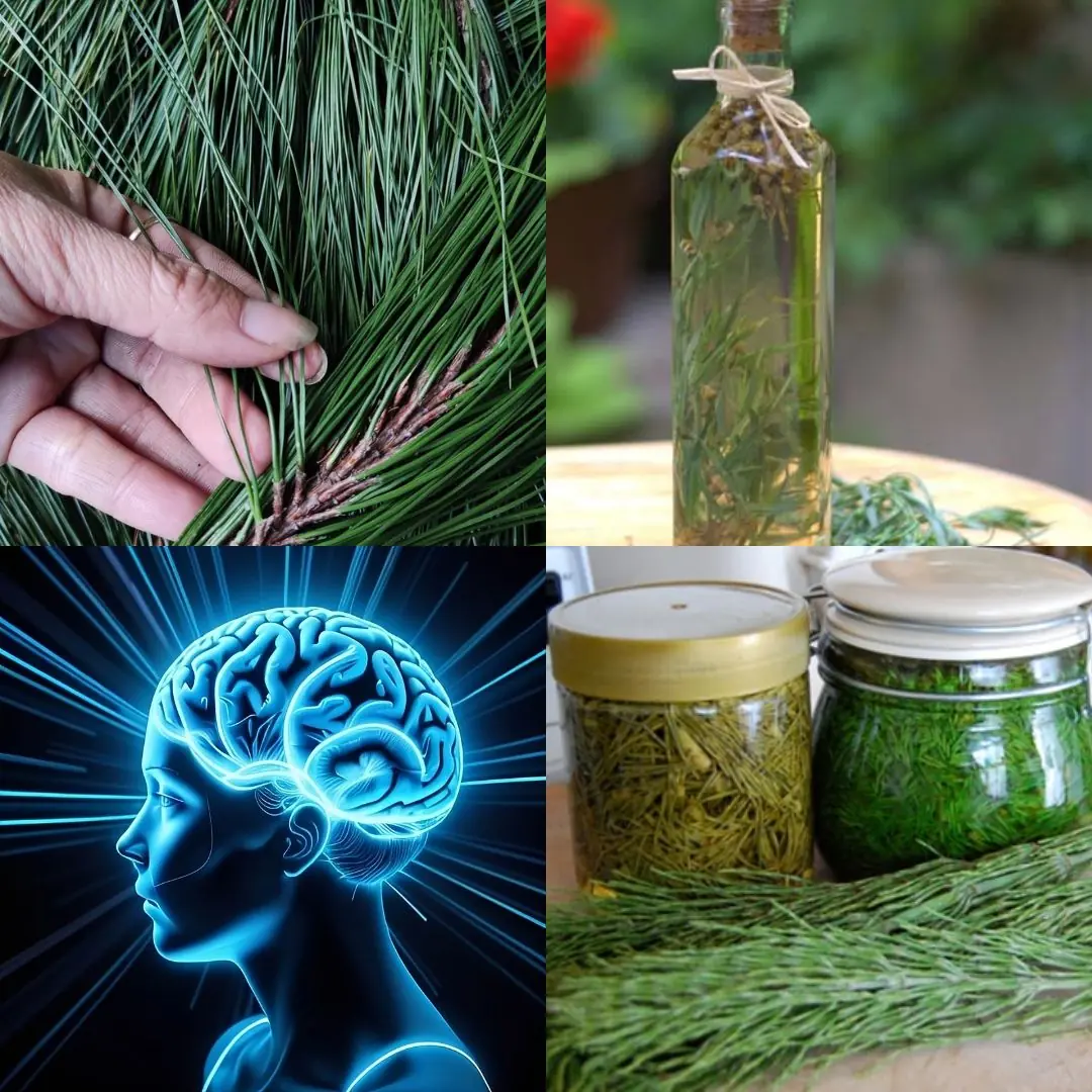 Most people underestimate the power of pine needle sprite (better than you think)