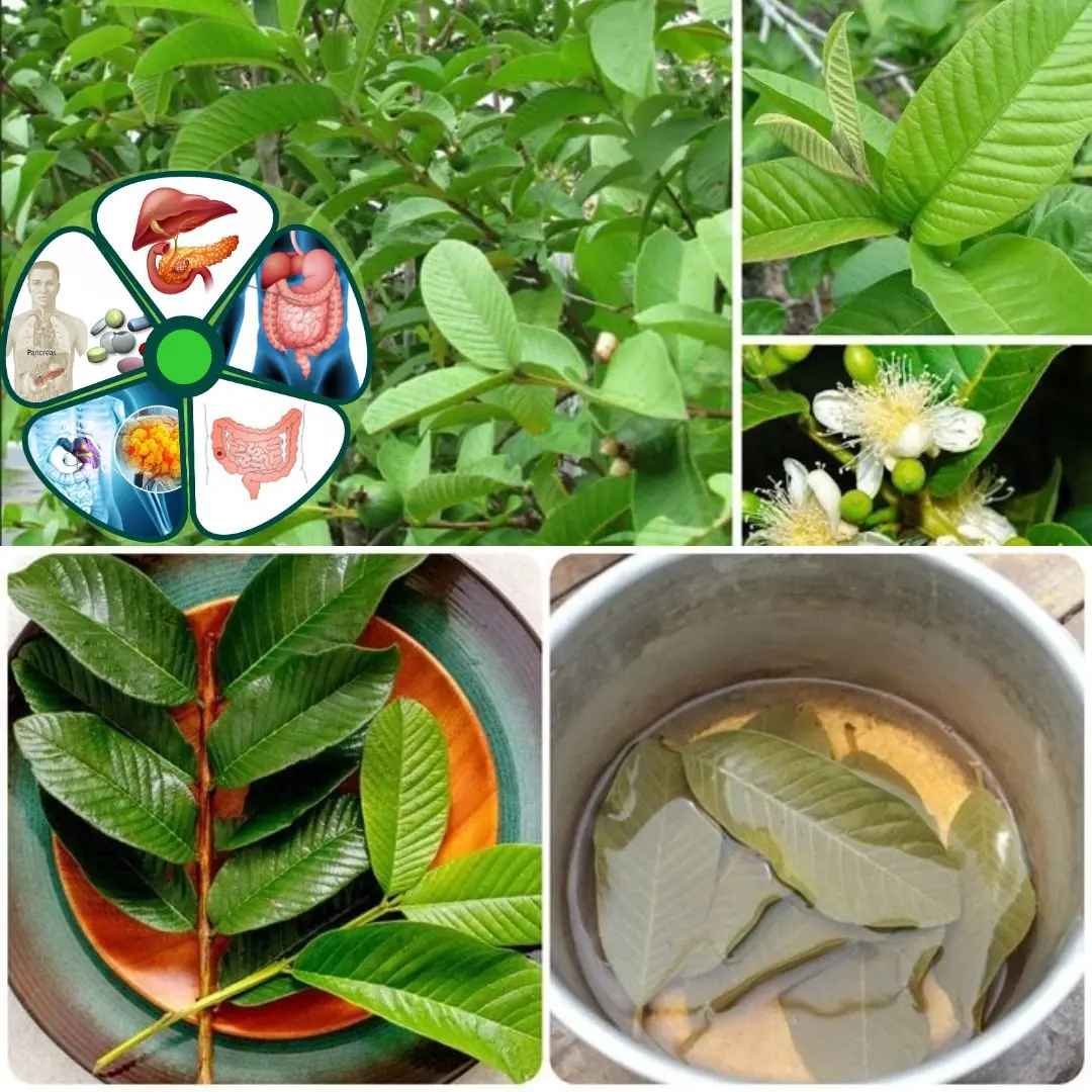25 Incredible Benefits of Guava Leaves