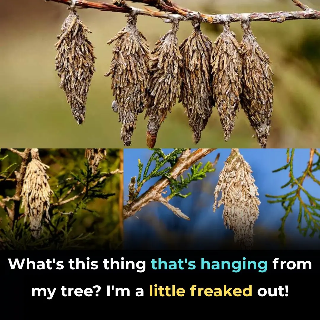 The Stealthy Threat of the Evergreen Bagworm