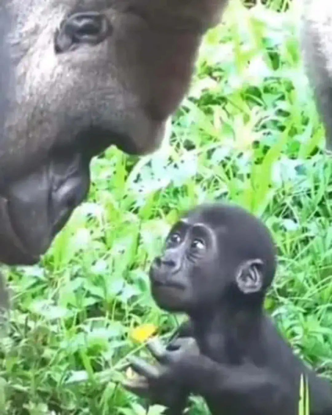 The Gentle Giant: A Father Gorilla’s First Meeting with His Baby.