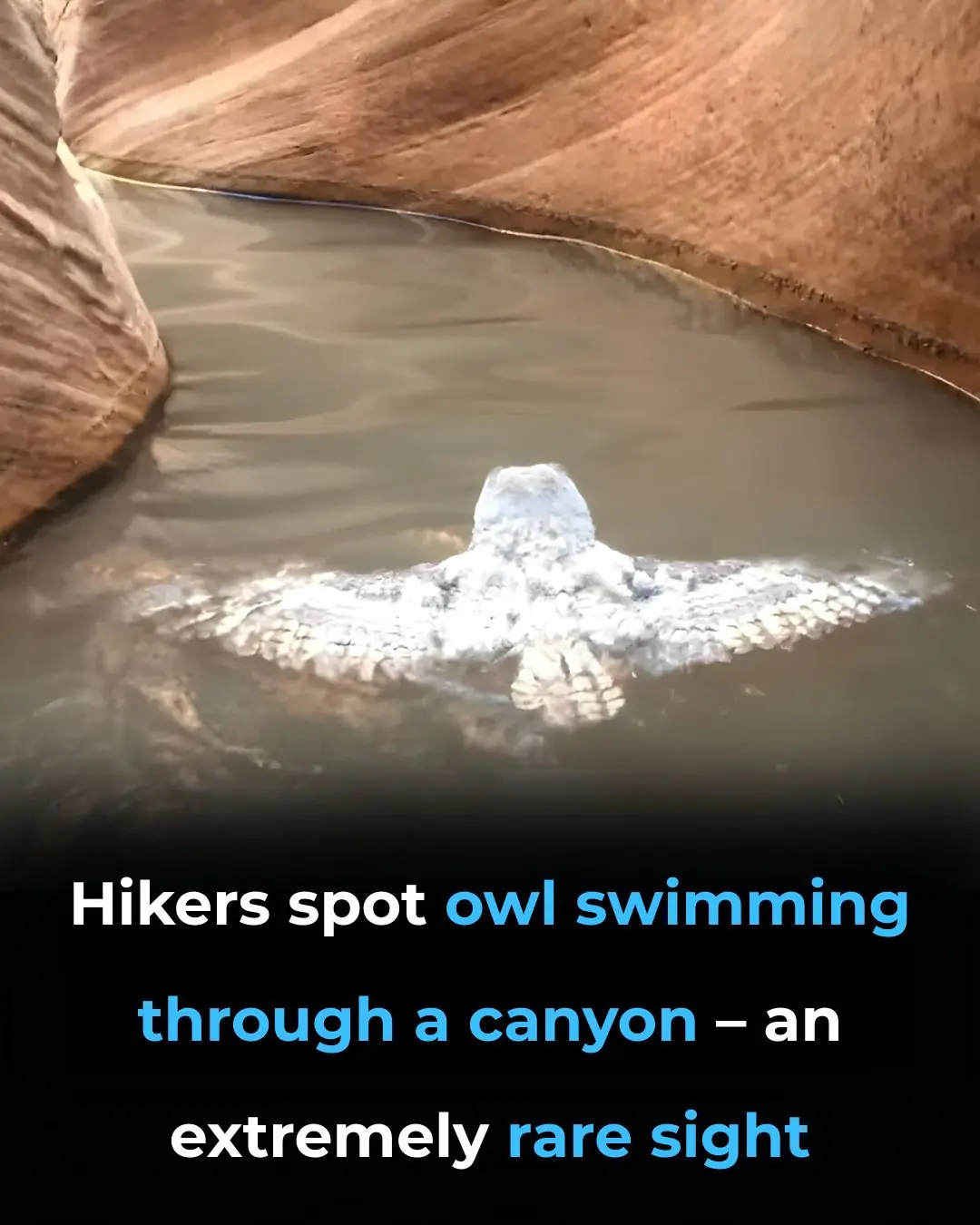 Hikers Spot Owl Swimming Through a Canyon – An Extremely Rare Sight