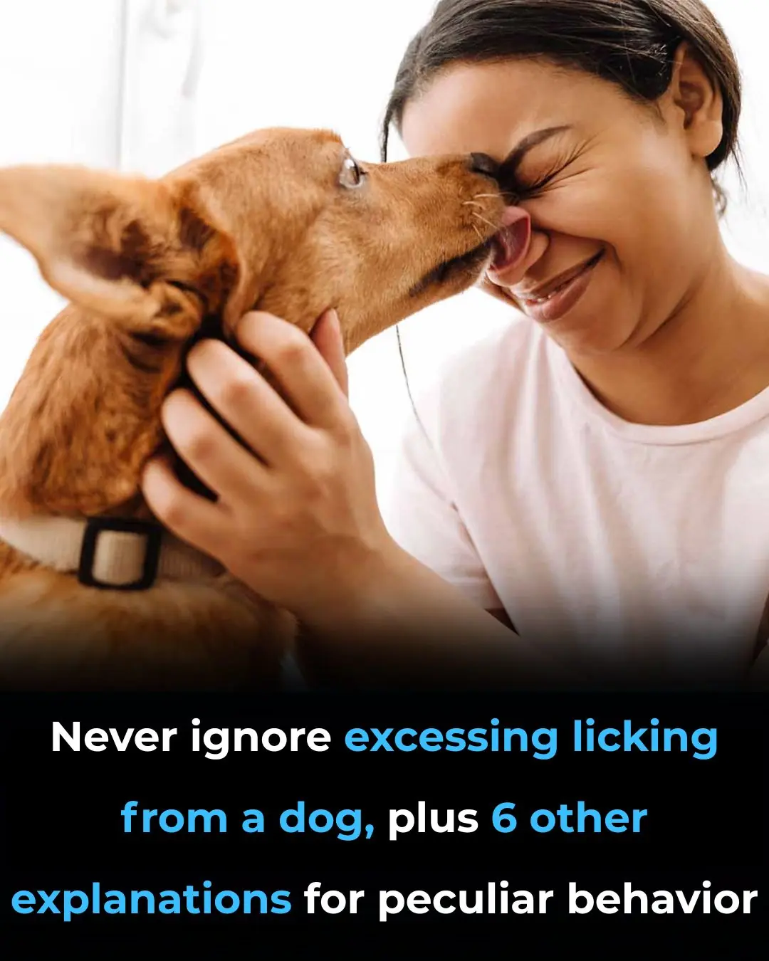 Never Ignore Excessing Licking From a Dog