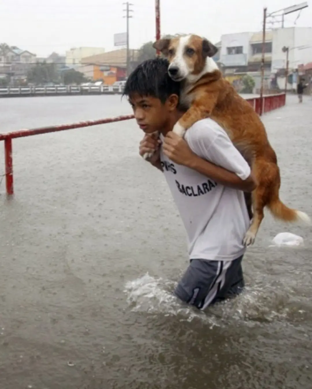A Boy, a Dog, and the Courage to Care 💛🐾