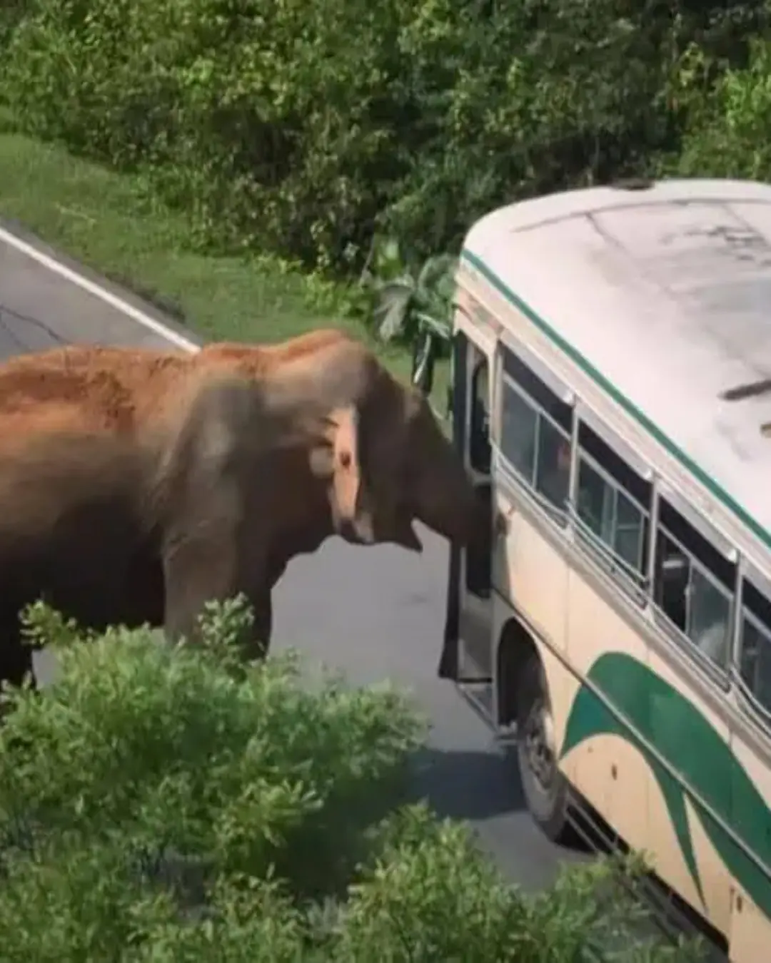 Raja the “Tax Collector”: Sri Lanka’s Gentle Giant Who Stops Cars for Snacks.