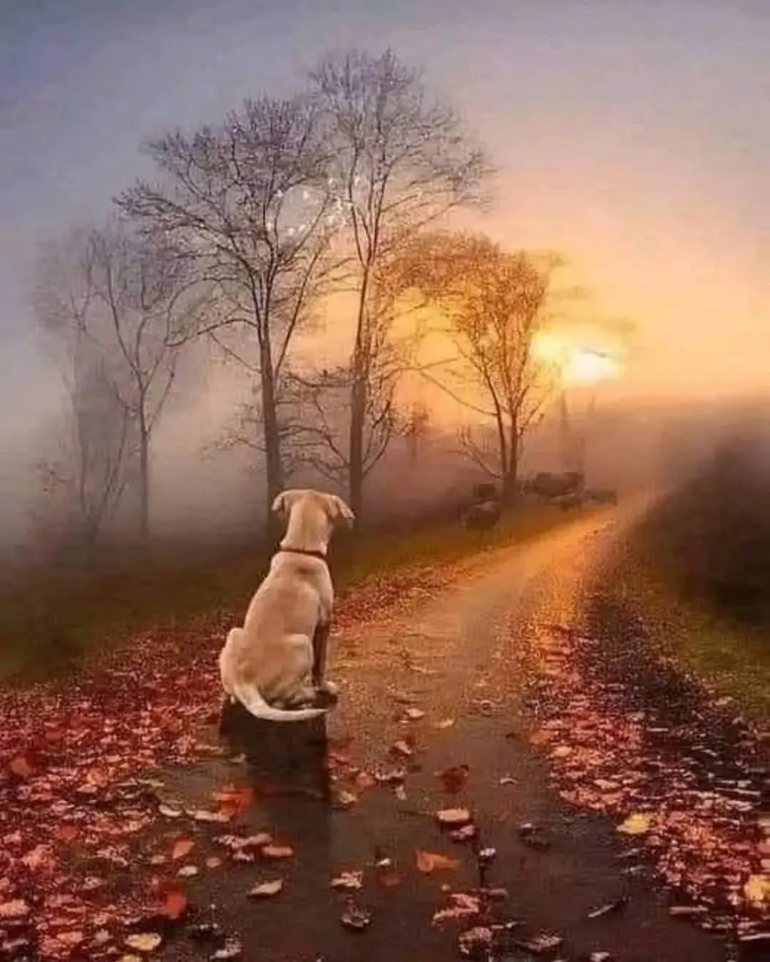 Through a Dog’s Eyes: The Unconditional Love We Rarely Stop to See