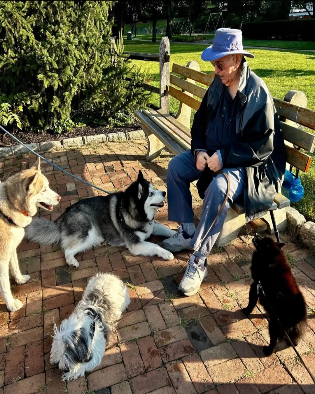 Back on the Bench: An 85-Year-Old Man’s Remarkable Return to His Park and His Pups