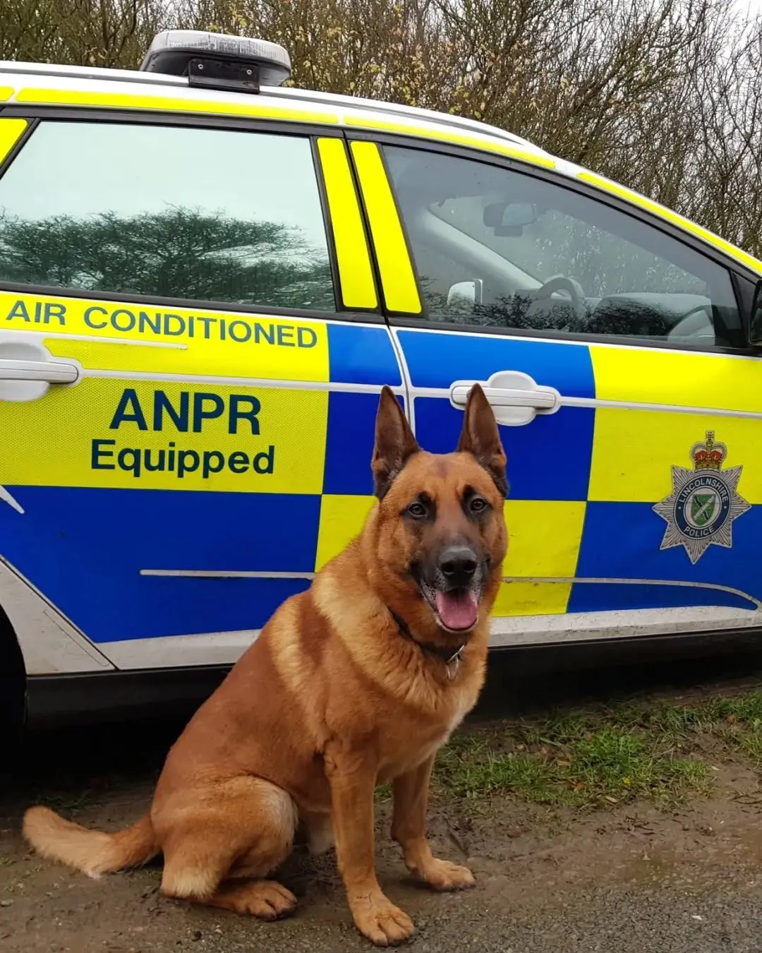 Farewell to “Big Red”: A Police Dog Who Served With Courage and Retired With Love