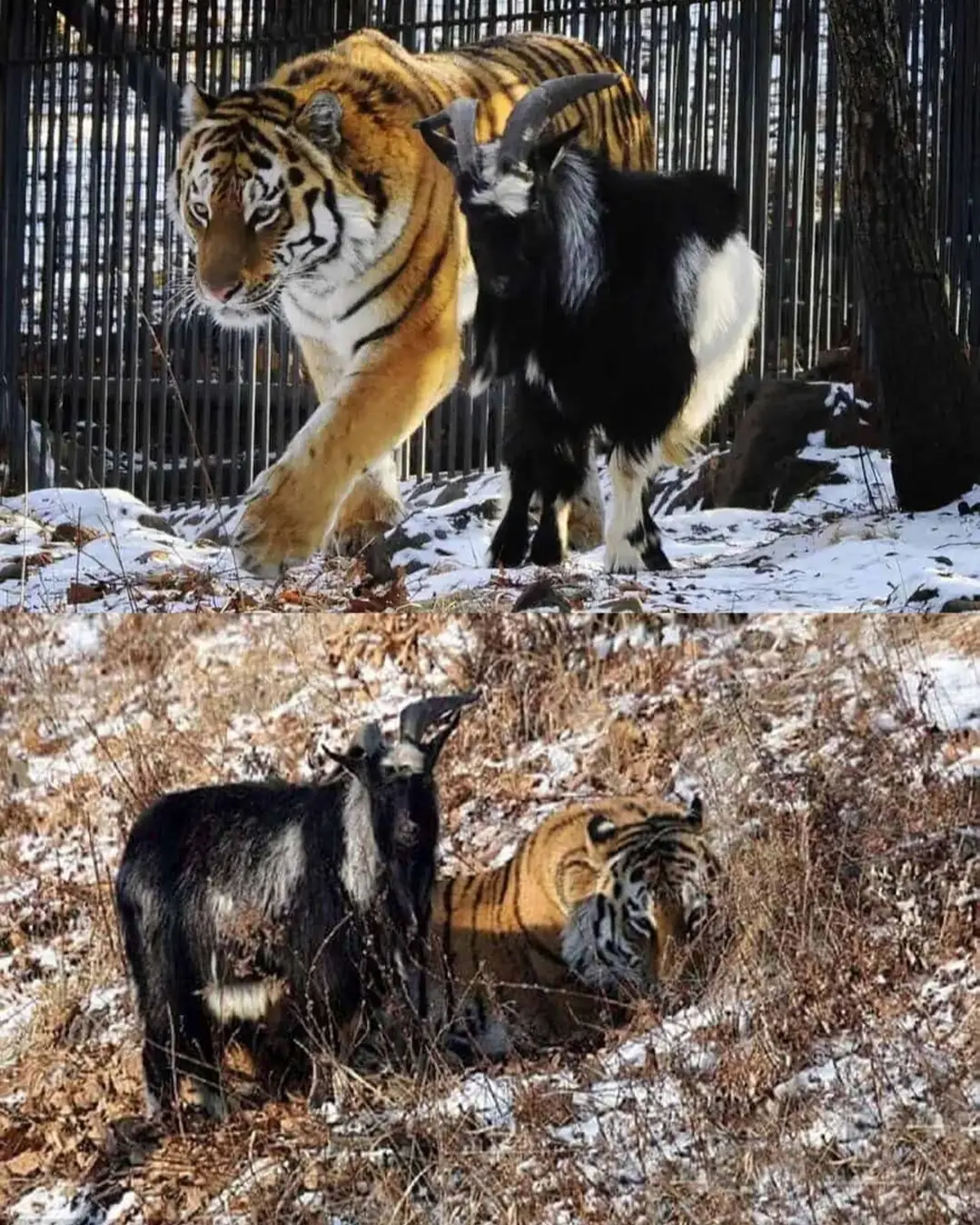 The Tiger and the Goat: A Friendship That Defied Nature.
