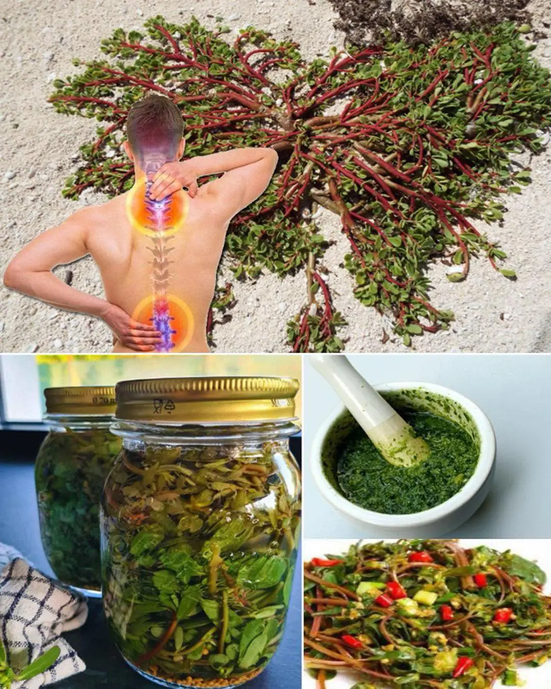 Purslane: The Superfood That Tastes Better Than Meat – 7 Reasons to Grow It in Your Garden